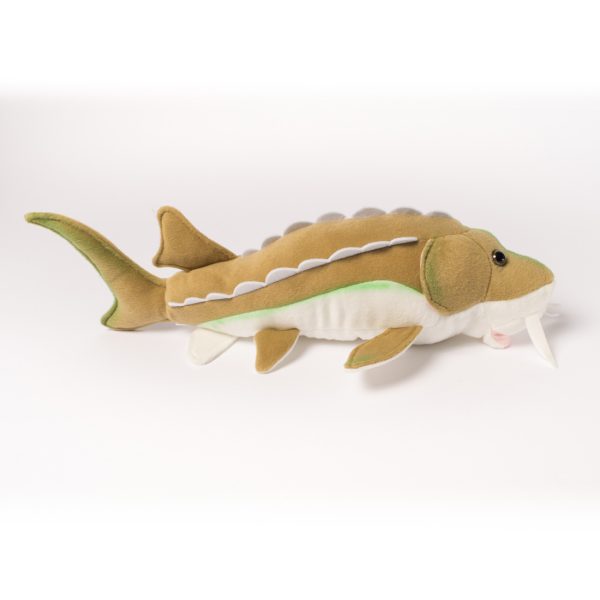 Cabin Critters | キャビンクリッターズ - チョウザメ