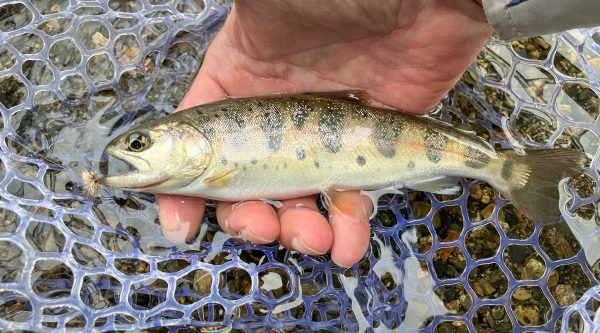 IMG_8416 Trout Fly Fishing Trip Near Tokyo - Reservation Ticket