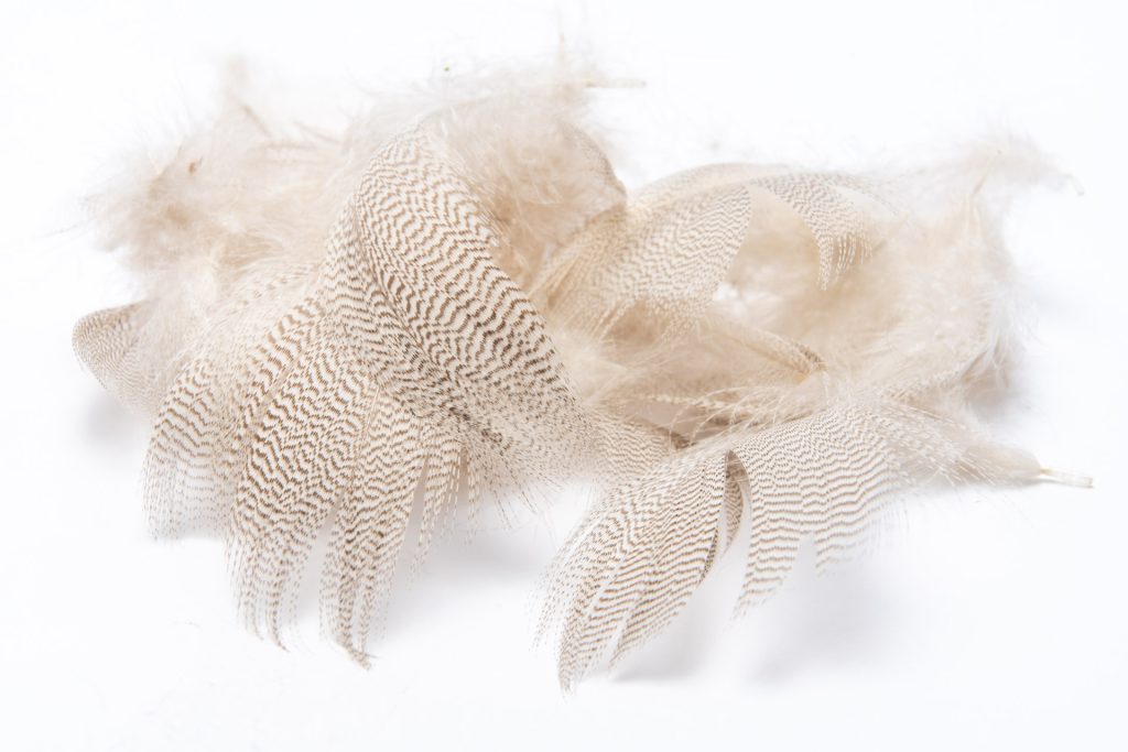 マラード（マラード・フランク）