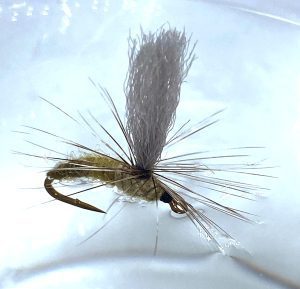 Roy Kapok Fly
