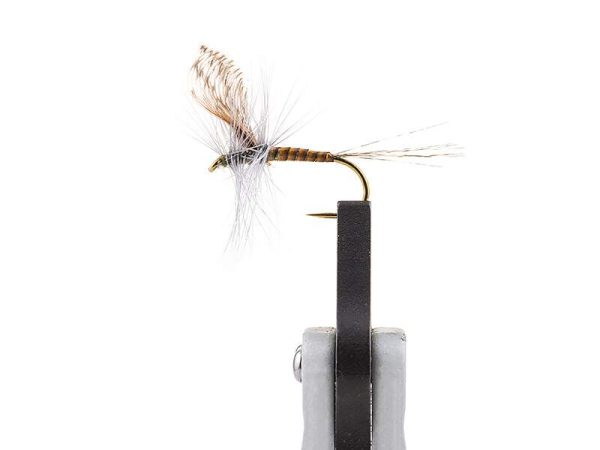 Cottarelli | コッタレッリ - スタンダードデラックスバイス・スターターセット【製品保証付き】