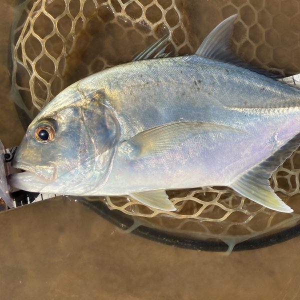 ドヒーク | Dohiku - 競技用バーブレス ジグフック HDJ