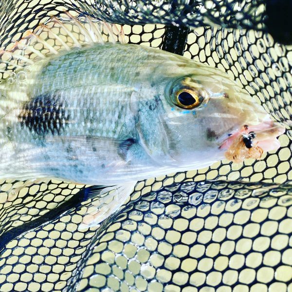 ドヒーク | Dohiku - 競技用バーブレス ジグフック HDJ