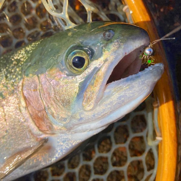 ドヒーク | Dohiku - 競技用バーブレス ジグフック HDJ