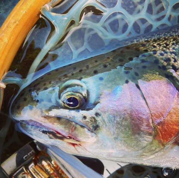 ドヒーク | Dohiku - 競技用バーブレス ウェット&ストリーマー フライフック HDS