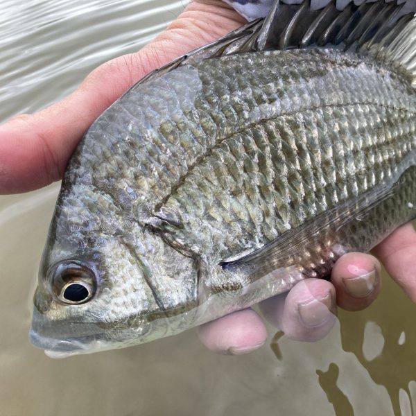 モニック | Monic - アドバンスド クリアープラス 【WFフローティング・サイトフィッシング用・透明フライライン】