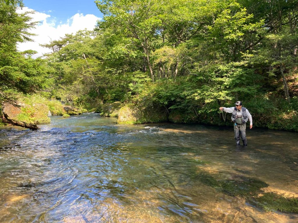 コレクション：ユーロニンフ