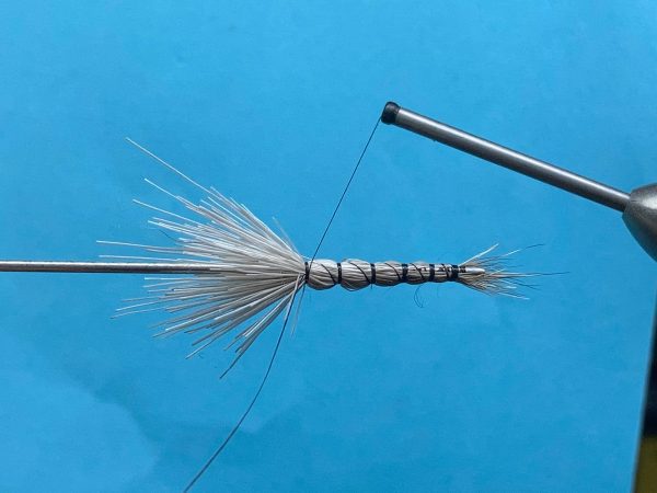 20230915-1-23 ムーシュ・ド・シャレット | Mouches de Charette - エルクヘア