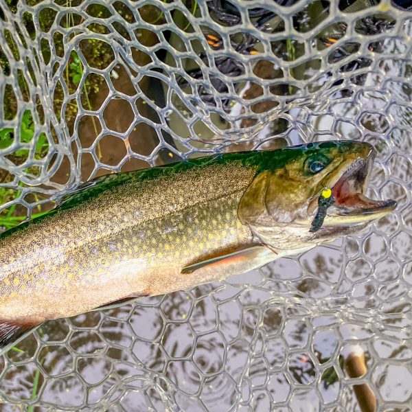 IMG_0197-2 Fly Campers - Moffy Micro Mop Chenille