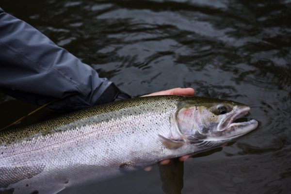 マキシマ | Maxima - カメレオン ノットレス テーパードリーダー