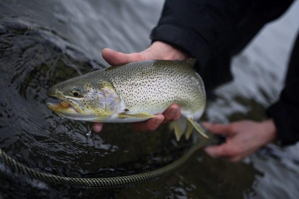 マキシマ | Maxima - カメレオン ノットレス テーパードリーダー