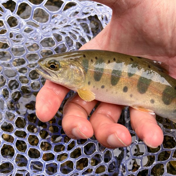 マキシマ | Maxima - カメレオン ノットレス テーパードリーダー