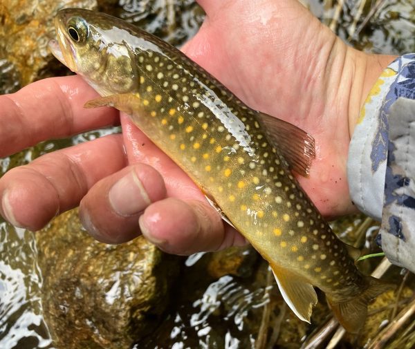 マキシマ | Maxima - カメレオン ノットレス テーパードリーダー