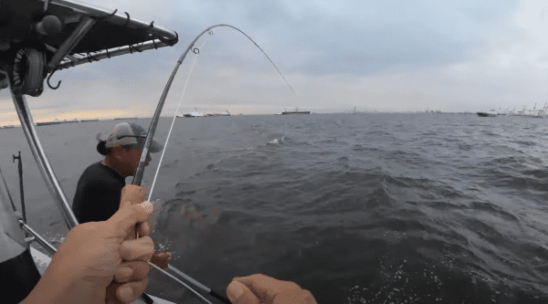 Fly Fishing Guide Trip - Japanese Seabass Boat Fishing Reservation Ticket