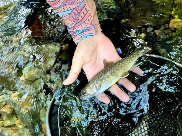 IMG_8148 Trout Fly Fishing Trip Near Tokyo - Reservation Ticket