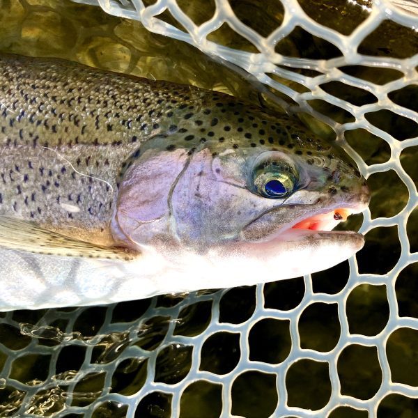 IMG_9755-2 フライキャンパーズ | Fly Campers - 「ミニもっふぃー」 ボディシェニール【全15色】