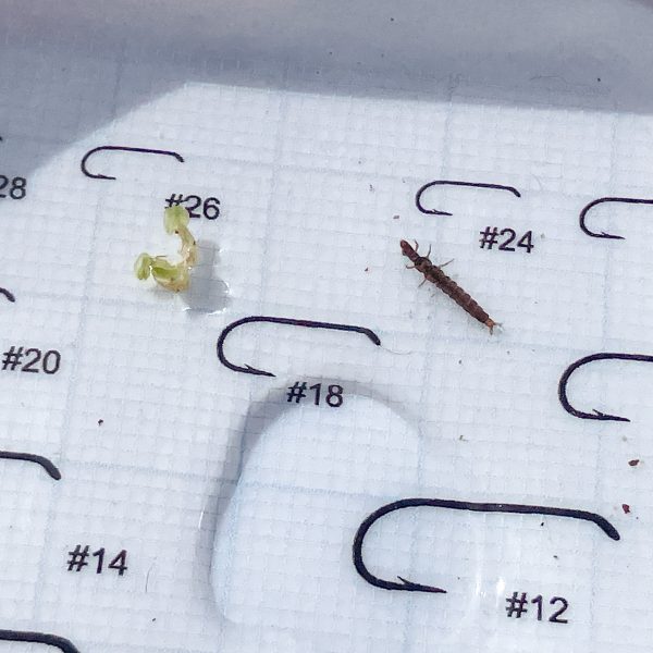 ドライフライ トーキョー | Dry Fly TOKYO - フックサイズ付きシャーレ